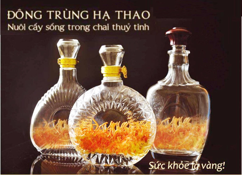 /ruou-cay-dong-trung-ha-thao