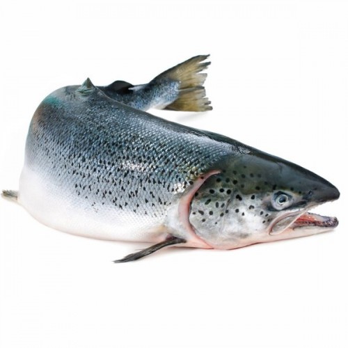 Cá Hồi Nauy Nguyên Con Sống (1kg)